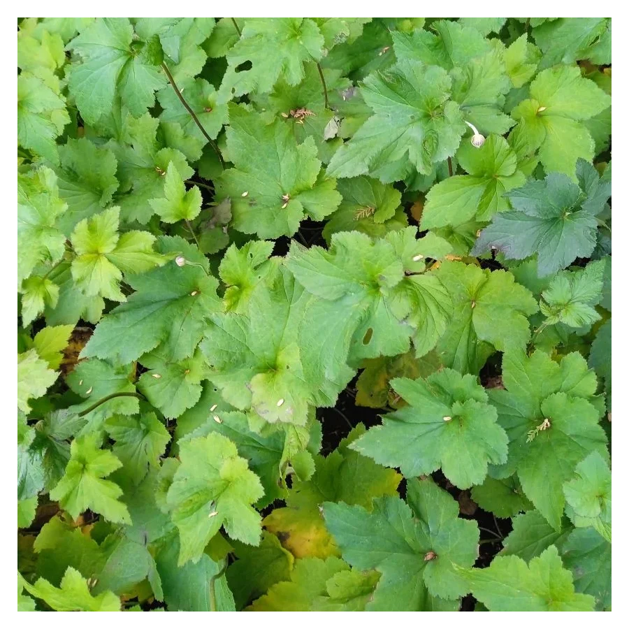 Anemone japonica September Charm Zawilec japoński- Rośliny od Ogrodnika Szkółka Barcikowscy