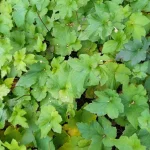 Anemone japonica September Charm Zawilec japoński- Rośliny od Ogrodnika Szkółka Barcikowscy