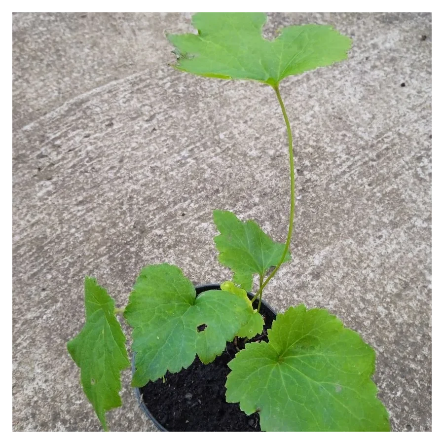 Anemone japonica Honorine Jobert Zawilec japoński- Rośliny od Ogrodnika Szkółka Barcikowscy