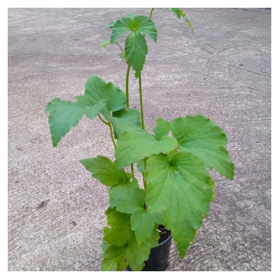 Anemone japonica Whirlwind Zawilec japoński-Rośliny od Ogrodnika Szkółka Barcikowscy