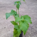 Anemone japonica Whirlwind Zawilec japoński-Rośliny od Ogrodnika Szkółka Barcikowscy