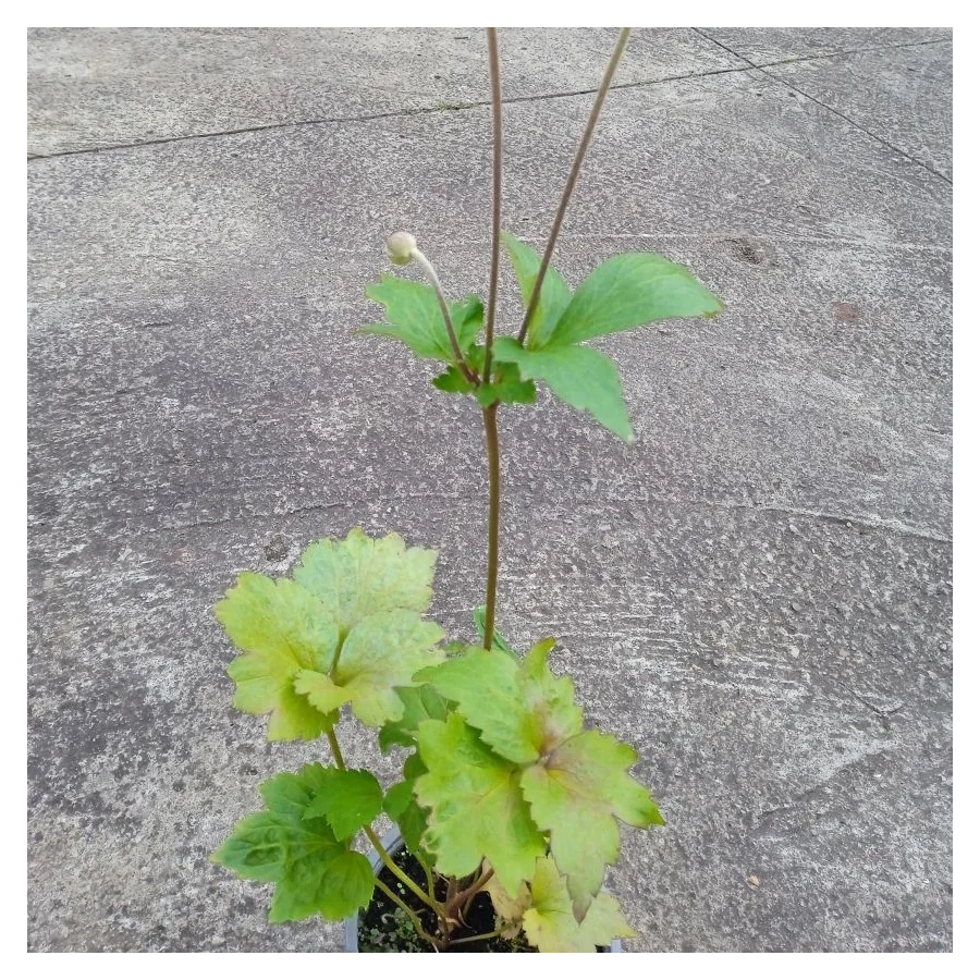 Anemone japonica Konigin Charlotte Zawilec japoński- Rośliny od Ogrodnika Szkółka Barcikowscy