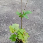 Anemone japonica Konigin Charlotte Zawilec japoński- Rośliny od Ogrodnika Szkółka Barcikowscy