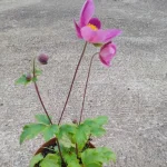 Anemone x hybrida Summer Breeze Picotee Zawilec japoński- Rośliny od Ogrodnika Szkółka Barcikowscy