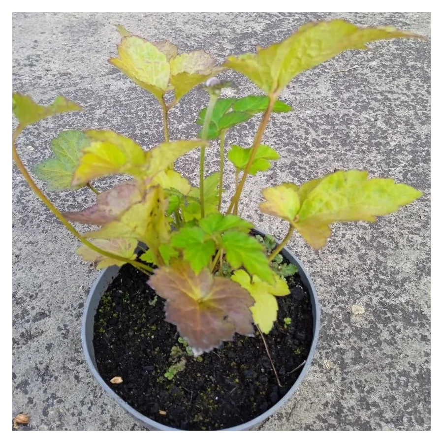 Anemone Serenade Zawilec - Rośliny od Ogrodnika Szkółka Barcikowscy