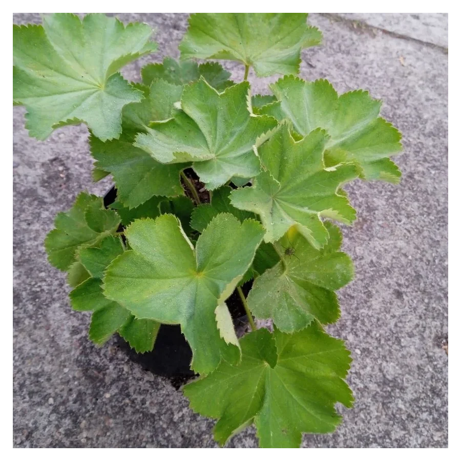 Alchemilla mollis Select Przywrotnik miękki- Rośliny od Ogrodnika Szkółka Barcikowscy