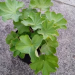 Alchemilla mollis Select Przywrotnik miękki- Rośliny od Ogrodnika Szkółka Barcikowscy