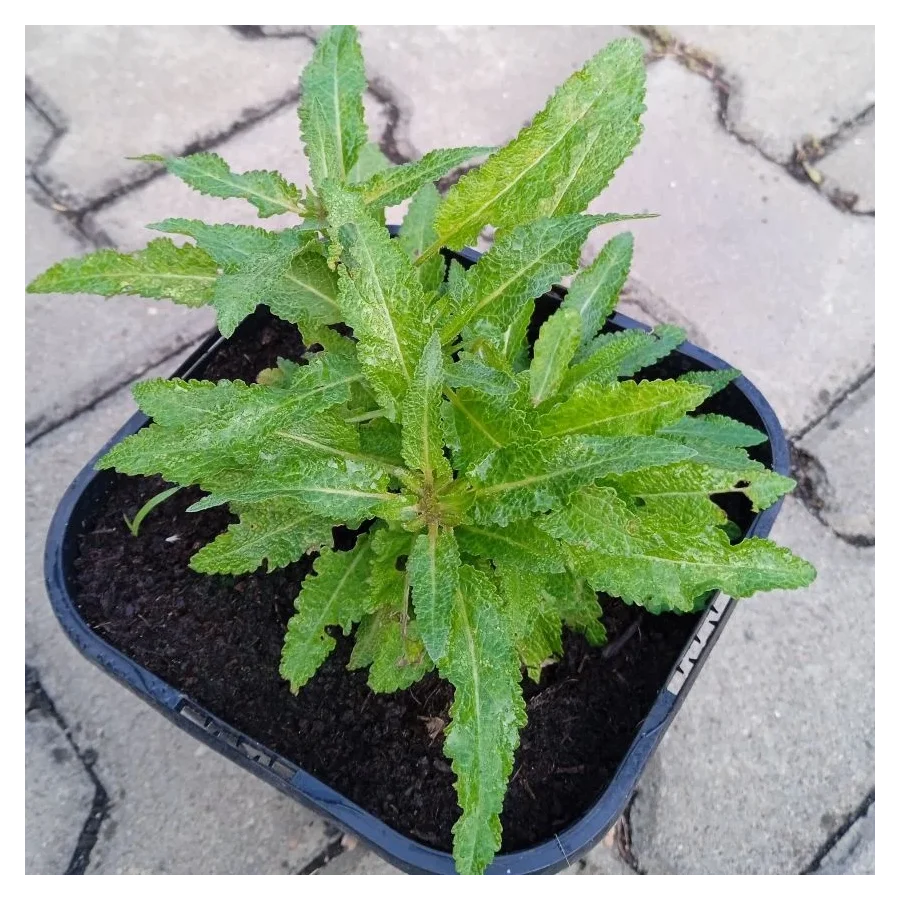 Salvia nemorosa Marcus Szałwia omszona- Rośliny od Ogrodnika Szkółka Barcikowscy