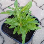 Salvia nemorosa Marcus Szałwia omszona- Rośliny od Ogrodnika Szkółka Barcikowscy