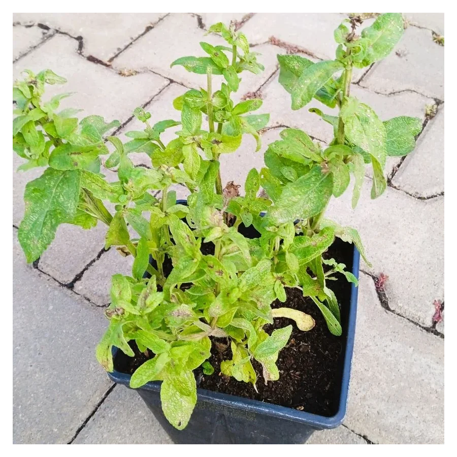 Salvia nemorosa Blaukonigin Szałwia omszona- Rośliny od Ogrodnika Szkółka Barcikowscy