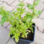 Salvia nemorosa Blaukonigin Szałwia omszona- Rośliny od Ogrodnika Szkółka Barcikowscy