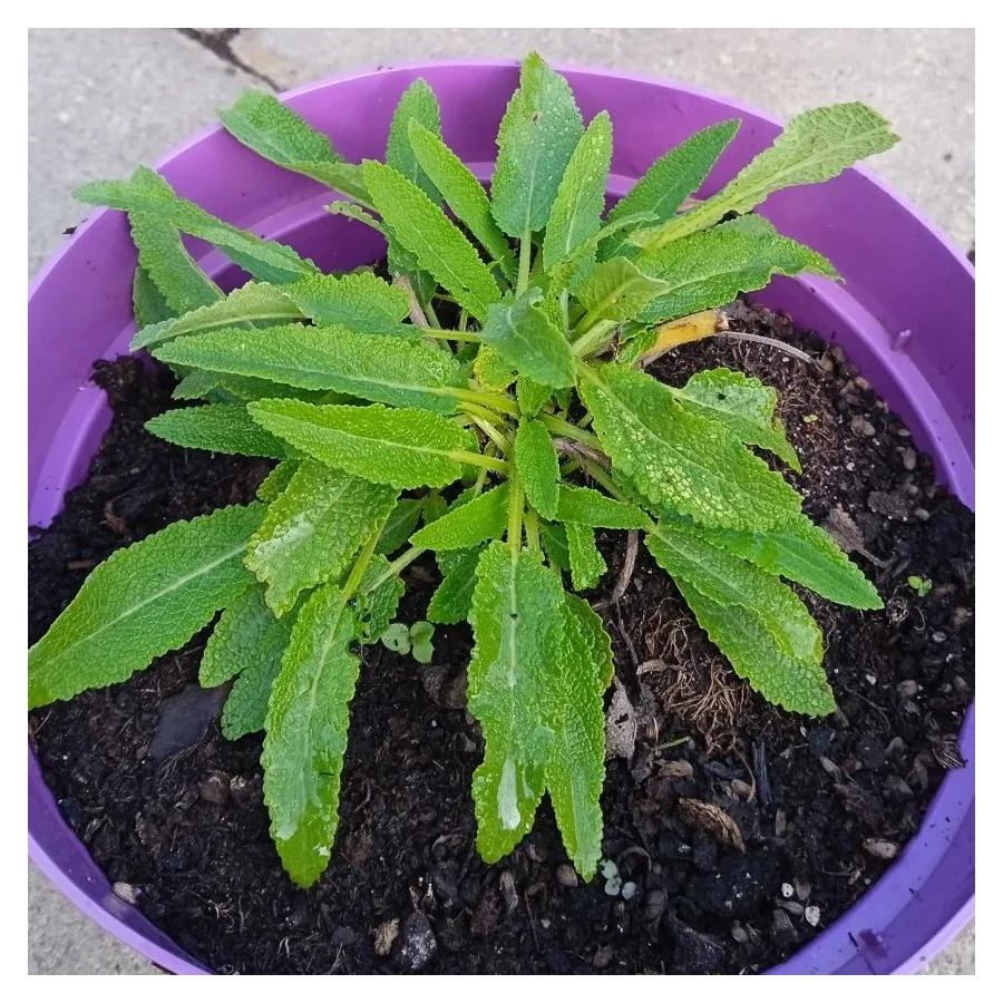 Salvia nemorosa Adrian Szałwia omszona - Rośliny od Ogrodnika Szkółka Barcikowscy