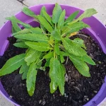 Salvia nemorosa Adrian Szałwia omszona - Rośliny od Ogrodnika Szkółka Barcikowscy