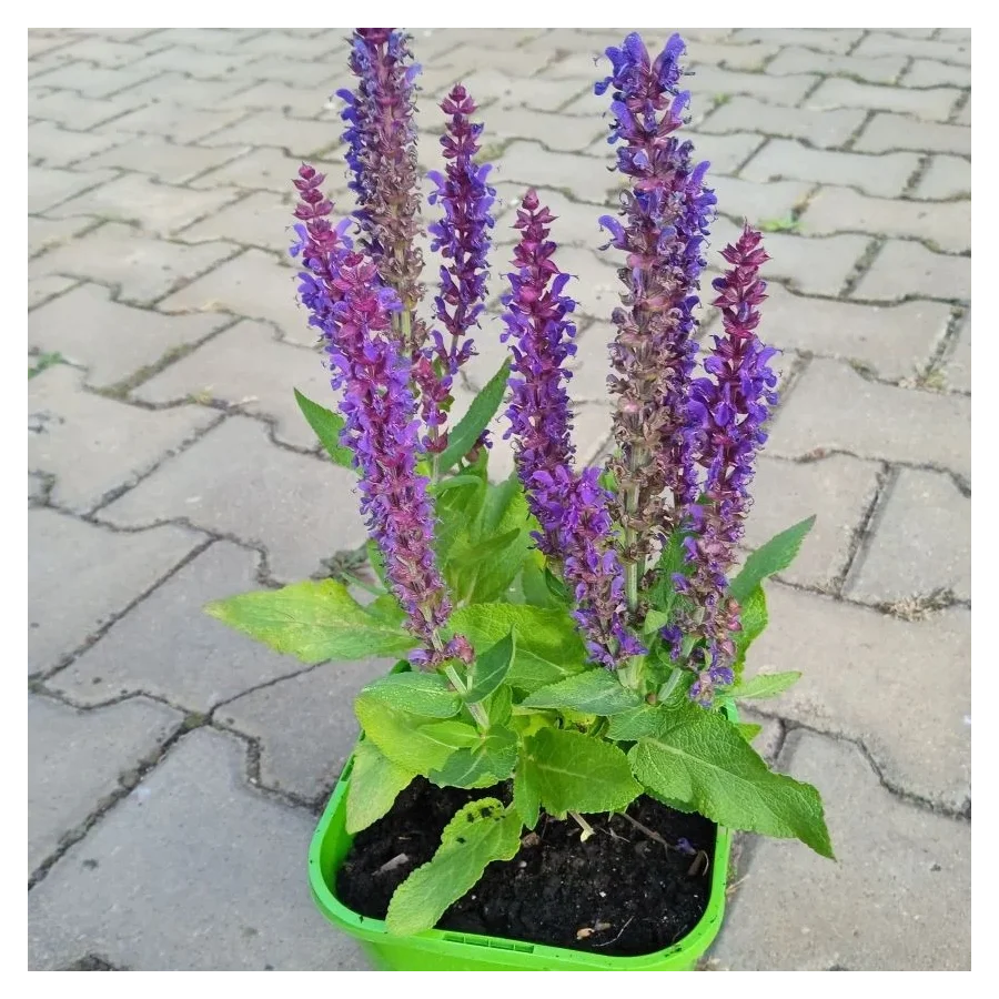 Salvia nemorosa Rianne Purple  Szałwia-Rośliny od Ogrodnika Szkółka Barcikowscy