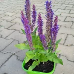 Salvia nemorosa Rianne Purple  Szałwia-Rośliny od Ogrodnika Szkółka Barcikowscy