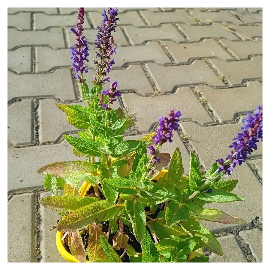 Salvia nemorosa Blue Bouquetta Szałwia omszona- Rośliny od Ogrodnika Szkółka Barcikowscy