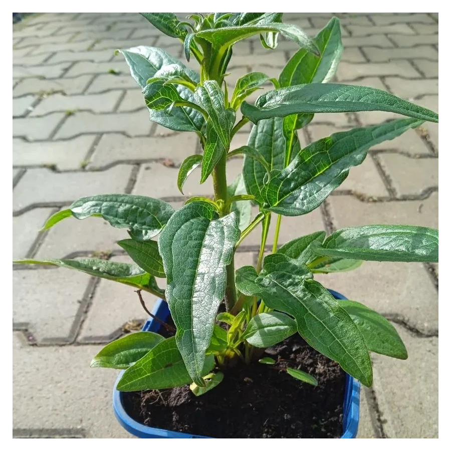 Echinacea Red Pearl Jeżówka- Rośliny od Ogrodnika Szkółka Barcikowscy