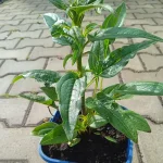 Echinacea Red Pearl Jeżówka- Rośliny od Ogrodnika Szkółka Barcikowscy