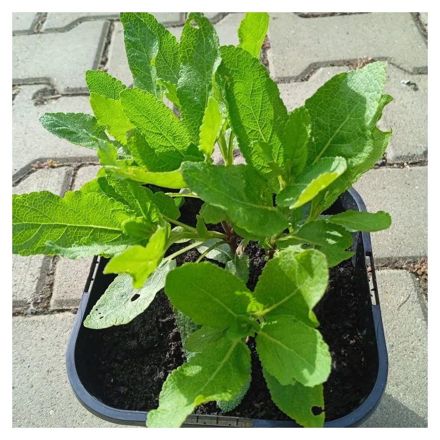 Salvia nemorosa Pink Rianne Szałwia omszona