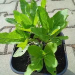 Salvia nemorosa Pink Rianne Szałwia omszona