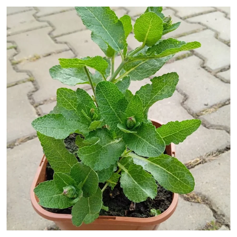 Salvia nemorosa Blue Field Szałwia omszona- Rośliny od Ogrodnika Szkółka Barcikowscy