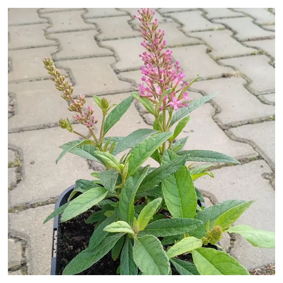 Buddleja  Butterfly Candy Little Ruby- Rośliny od Ogrodnika Szkółka Barcikowscy