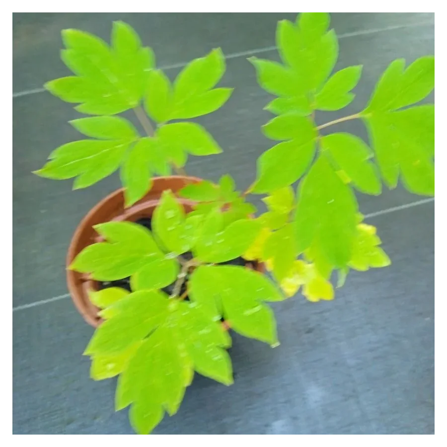 Dicentra spectabilis Valentine Serduszka okazała- Rośliny od Ogrodnika Szkółka Barcikowscy