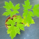 Dicentra spectabilis Valentine Serduszka okazała- Rośliny od Ogrodnika Szkółka Barcikowscy