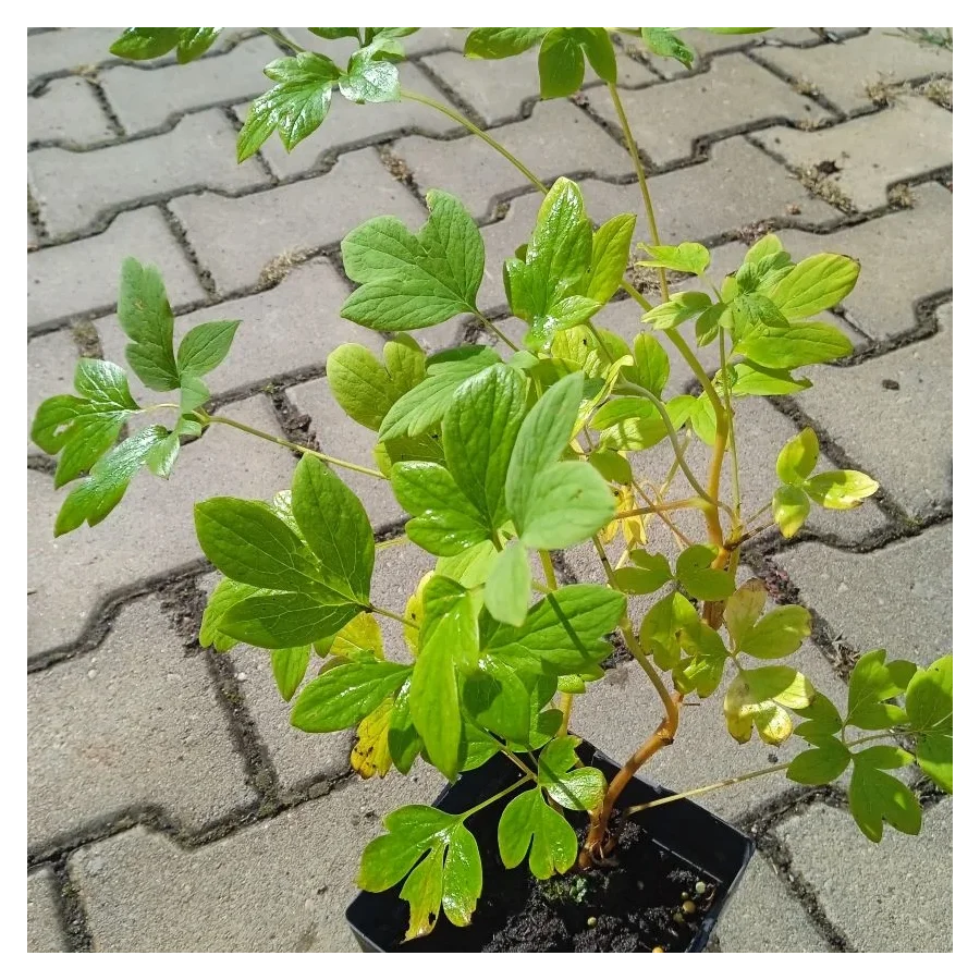 Dicentra spectabilis Serduszka okazała- Rośliny od Ogrodnika Szkółka Barcikowscy