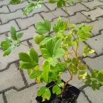 Dicentra spectabilis Serduszka okazała- Rośliny od Ogrodnika Szkółka Barcikowscy