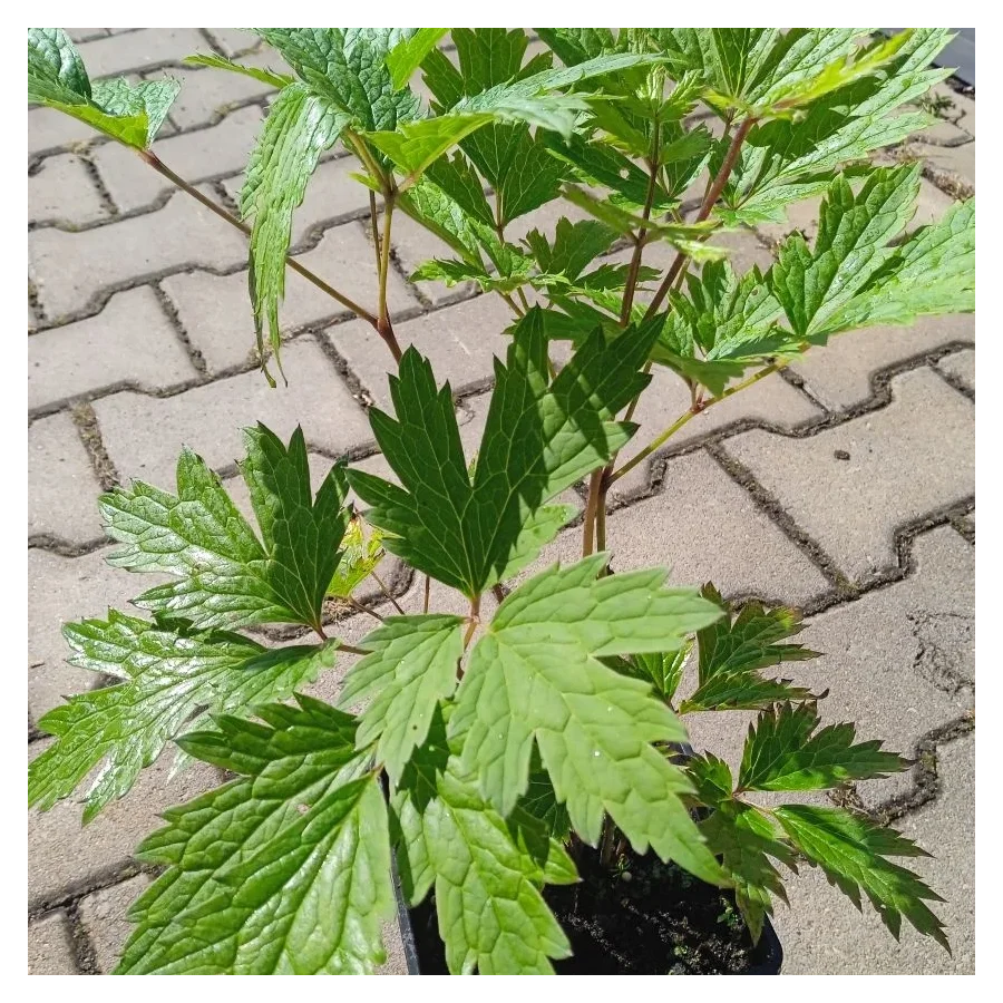 Cimicifuga simplex Brunette Pluskwica prosta - Rośliny od Ogrodnika Szkółka Barcikowscy