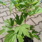 Cimicifuga simplex Brunette Pluskwica prosta - Rośliny od Ogrodnika Szkółka Barcikowscy