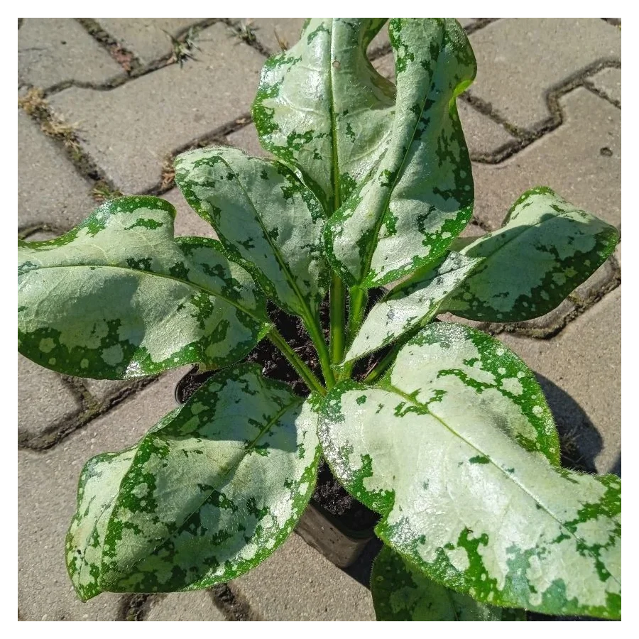 Pulmonaria Moonshine Miodunka - Rośliny od Ogrodnika Szkółka Bacikowscy