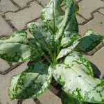 Pulmonaria Moonshine Miodunka - Rośliny od Ogrodnika Szkółka Bacikowscy