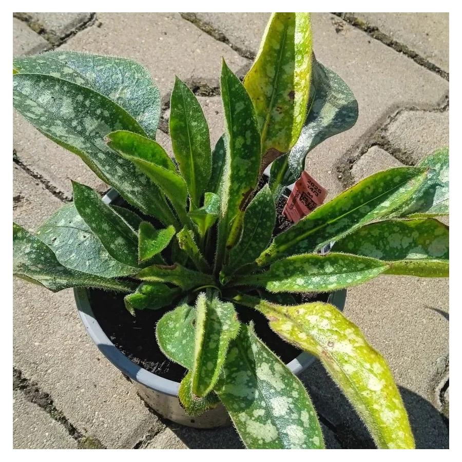 Pulmonaria angustifolia Azurea Miodunka wąskolistna- Rośliny od Ogrodnika Szkółka Barcikowscy