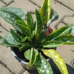 Pulmonaria angustifolia Azurea Miodunka wąskolistna- Rośliny od Ogrodnika Szkółka Barcikowscy