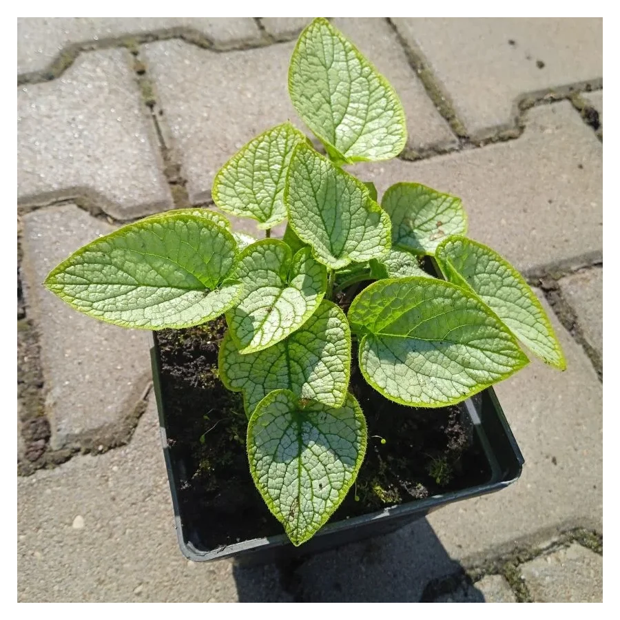 Brunnera macrophylla Little Heart Brunnera- Rośliny od Ogrodnika Szkółka Barcikowscy