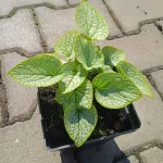 Brunnera macrophylla Little Heart Brunnera- Rośliny od Ogrodnika Szkółka Barcikowscy