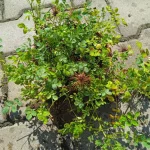 Acaena microphylla Acaena drobnolistna- Rośliny od Ogrodnika Szkółka Barcikowscy