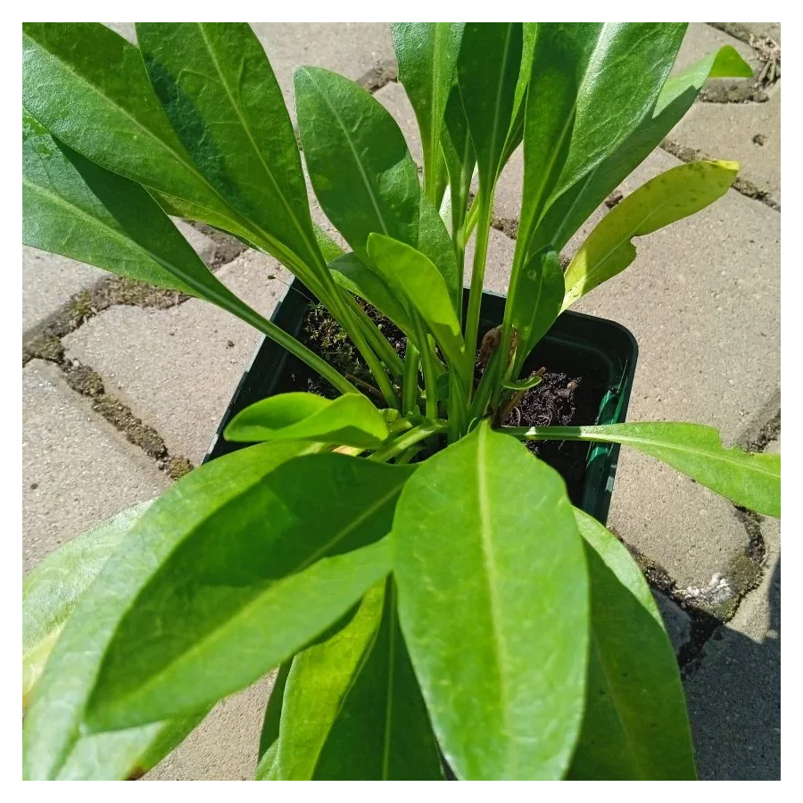Stokesia laevis Mel's Blue Stokezja gładka- Rośliny od Ogrodnika Szkółka Barcikowscy