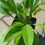 Stokesia laevis Mel's Blue Stokezja gładka- Rośliny od Ogrodnika Szkółka Barcikowscy