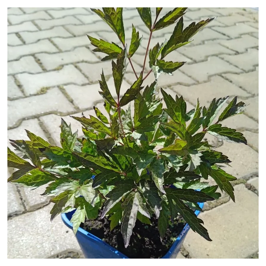 Cimicifuga racemosa Black Negligee Pluskwica groniasta- Rośliny od Ogrodnika Szkółka Barcikowscy