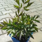 Cimicifuga racemosa Black Negligee Pluskwica groniasta- Rośliny od Ogrodnika Szkółka Barcikowscy