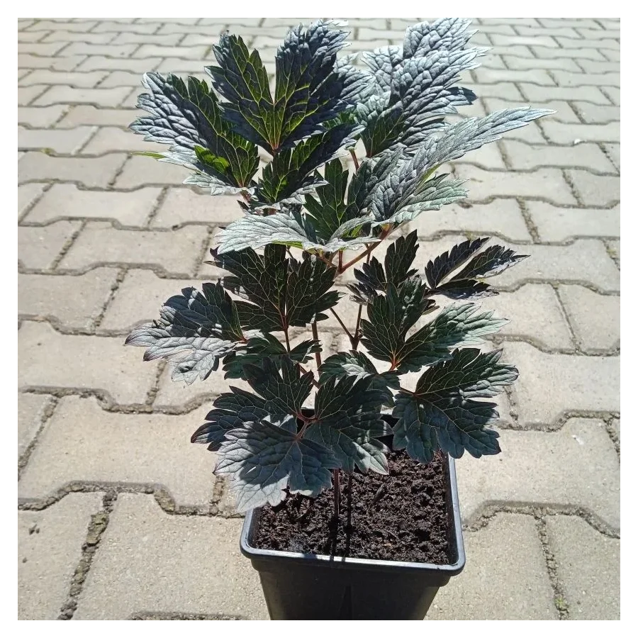 Cimicifuga Carbonella Pluskwica - Rośliny od Ogrodnika Szkółka Barcikowscy