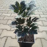 Cimicifuga Carbonella Pluskwica - Rośliny od Ogrodnika Szkółka Barcikowscy