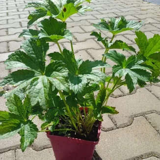 Astrantia major Red Button Jarzmianka-Rośliny od Ogrodnika Szkółka Barcikowscy
