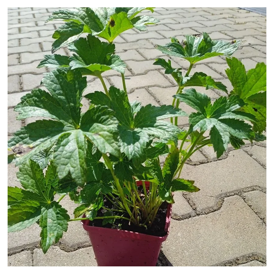 Astrantia major Red Button Jarzmianka-Rośliny od Ogrodnika Szkółka Barcikowscy