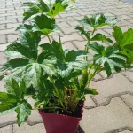 Astrantia major Red Button Jarzmianka-Rośliny od Ogrodnika Szkółka Barcikowscy