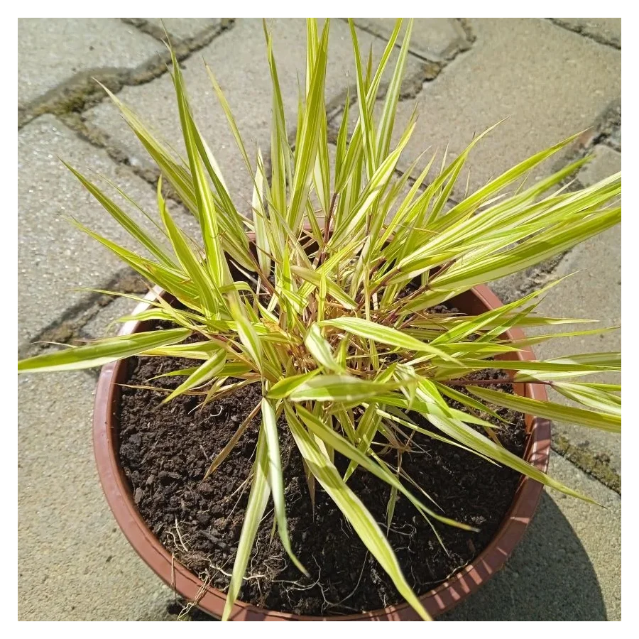 Hakonechloa macra Aureola Hakonechloa smukła- Rośliny od Ogrodnika Szkółka Barcikowscy