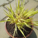 Hakonechloa macra Aureola Hakonechloa smukła- Rośliny od Ogrodnika Szkółka Barcikowscy